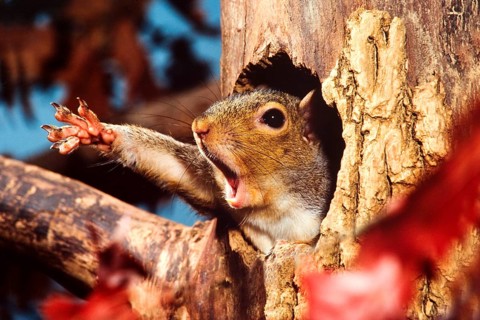 Eastern Grey Squirrel
