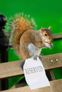 Eastern Grey Squirrel