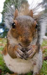 Eastern Grey Squirrel