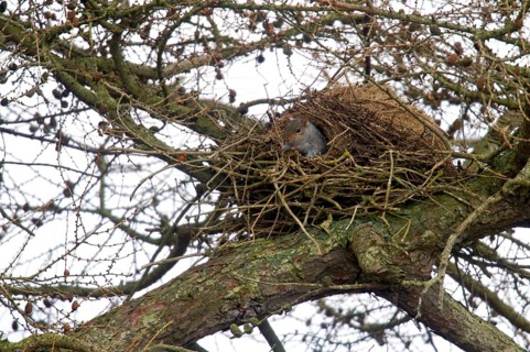Eastern eastern gray squirrel