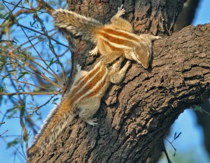 Northern northern palm squirrel