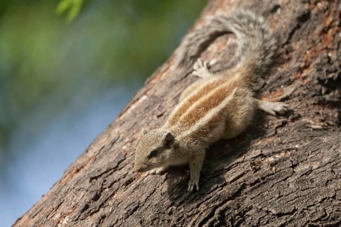 Northern northern palm squirrel