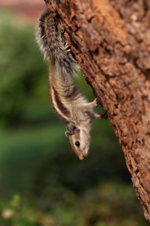Five-striped Palm Squirrel