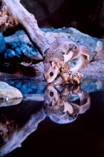 Southern Flying Squirrel