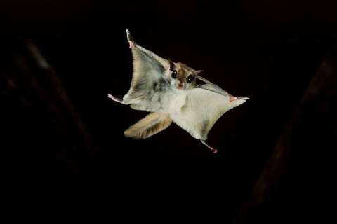 Southern Flying Squirrel