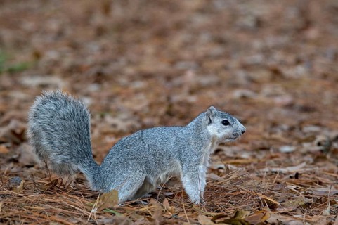 Delmarva Fox Squirrel