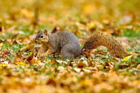 Eastern Fox Squirrel