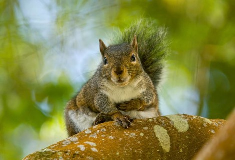 Western Grey Squirrel