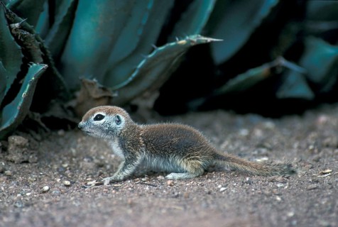 Round-tailed Ground Squirrel