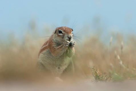 Cape ground squirrel