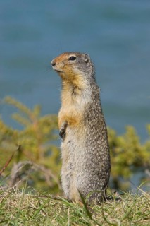 Columbian columbian ground squirrel