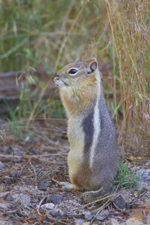 Golden-Mantled Ground Squirrel