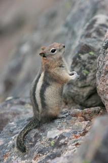 Golden-mantled ground squirrel