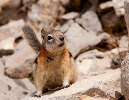 Golden-mantled Ground Squirrel