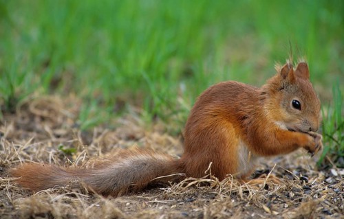 Eurasian red squirrel