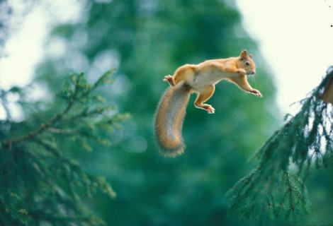 Eurasian red squirrel