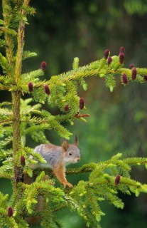 Eurasian red squirrel