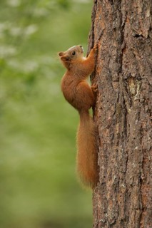 Eurasian red squirrel