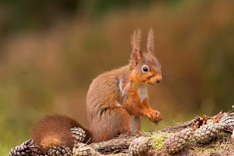 Eurasian red squirrel