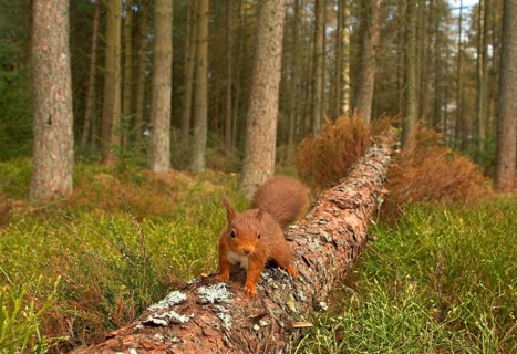 Eurasian red squirrel