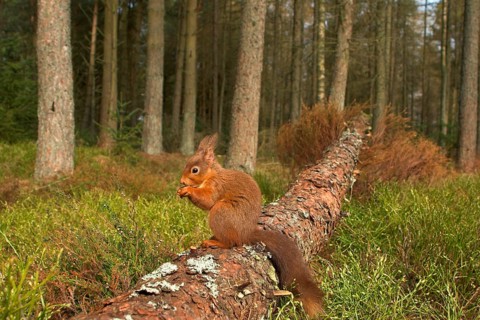 Eurasian red squirrel