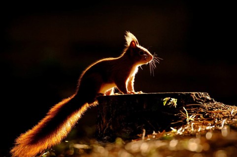 Eurasian Red Squirrel