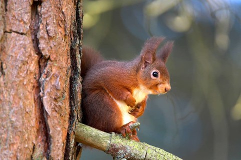 Eurasian red squirrel