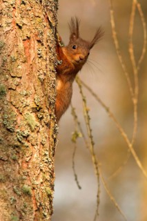 Eurasian red squirrel