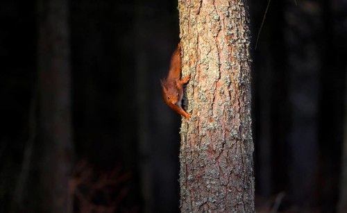 Eurasian red squirrel