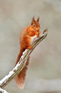 Eurasian Red Squirrel