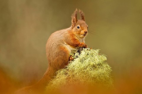 Eurasian Red Squirrel