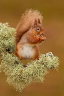 Eurasian Red Squirrel
