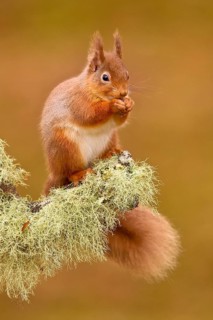 Eurasian Red Squirrel