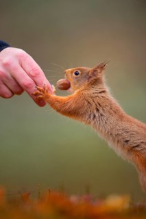 Eurasian Red Squirrel