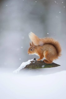 Eurasian Red Squirrel
