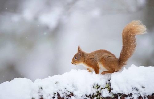 Eurasian Red Squirrel