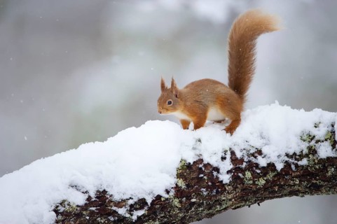 Eurasian Red Squirrel