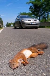 Eurasian red squirrel