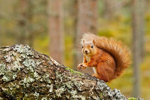 Eurasian Red Squirrel