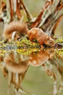 Eurasian Red Squirrel