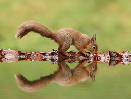 Eurasian Red Squirrel
