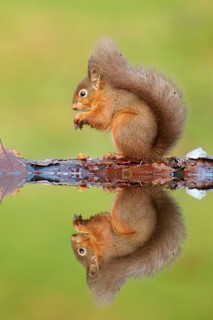 Eurasian Red Squirrel