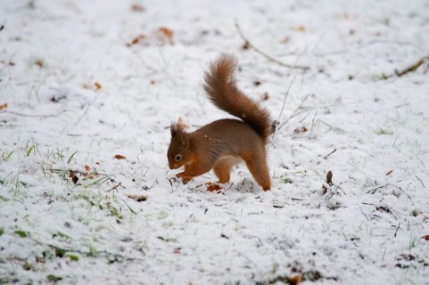 Eurasian red squirrel