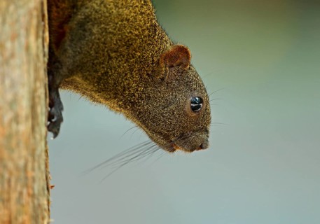 Red-bellied squirrel