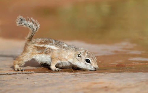White-tailed Antelope Squirrel