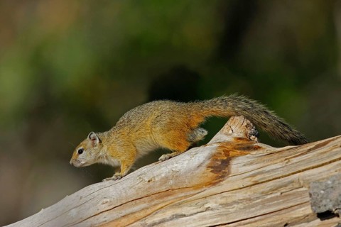 Smith's bush squirrel