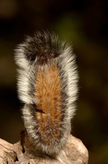 Arizona Grey Squirrel