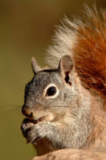 Arizona Grey squirrel