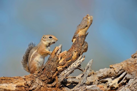Harris's antelope squirrel