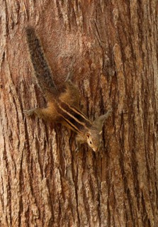Indian Palm Squirrel